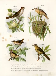 Thrush Nightingale